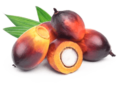 Palmitoylethanolamide (PEA)